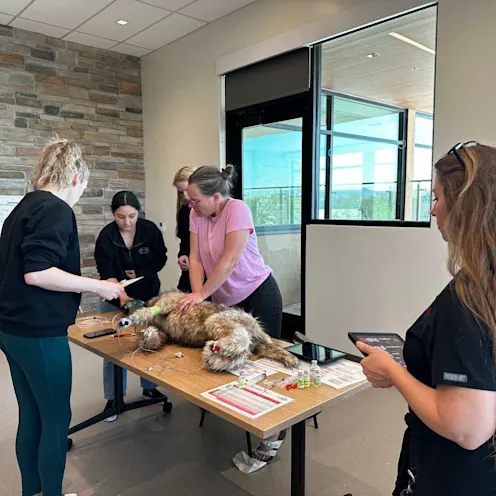 Staff performing CPR on a mannequin Staff performing CPR on a mannequin