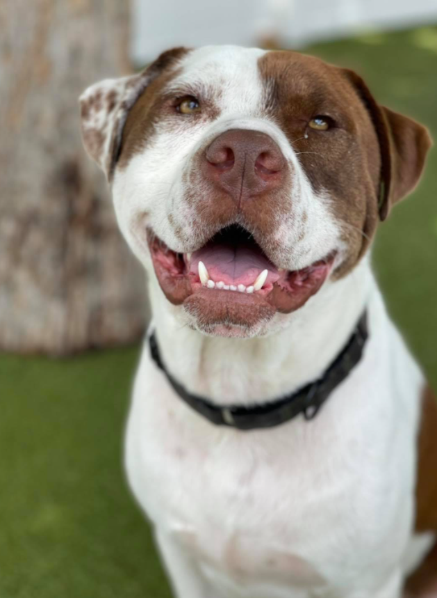 Happy Brown and White Dog at Woofdorf Astoria of Lakewood Ranch Play Yard