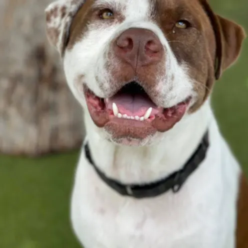 Happy Brown and White Dog at Woofdorf Astoria of Lakewood Ranch Play Yard