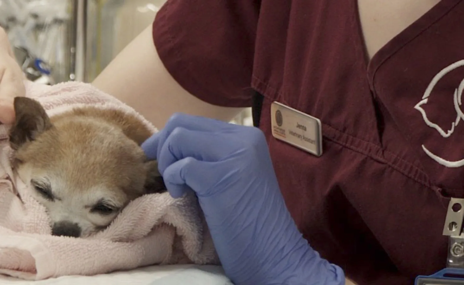 Female staff member with a small dog at Mountainside Animal Hospital Female staff member with a small dog at Mountainside Animal Hospital