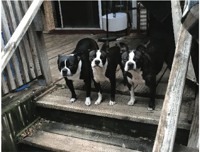 Three Boston terriers Three Boston terriers