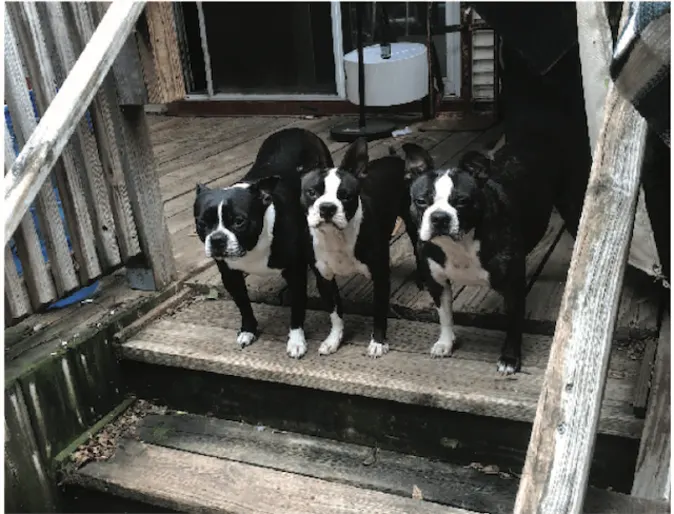 Three Boston terriers