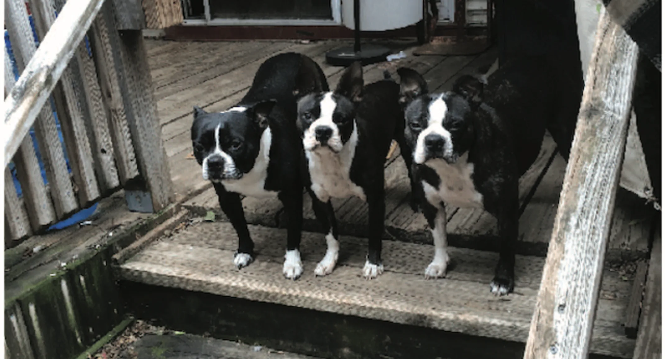 Three Boston terriers Three Boston terriers