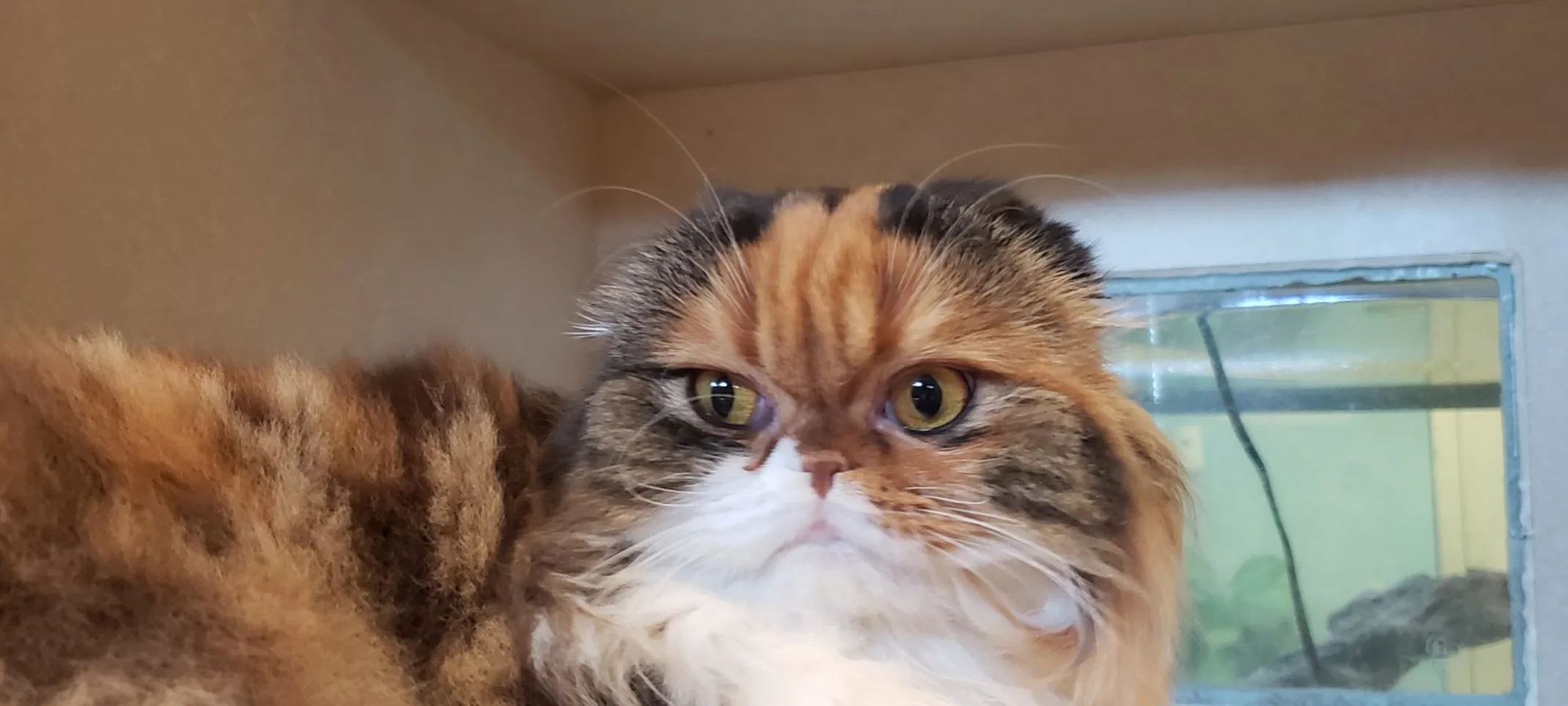 Furry cat relaxing in kitty city. Furry cat relaxing in kitty city.