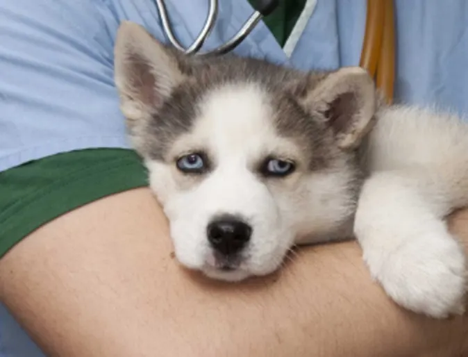 A baby Husky in a Veterinarian's arms A baby Husky in a Veterinarian's arms