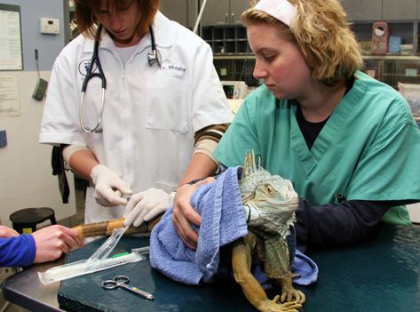 Valley Cottage Animal Hospital Exotics