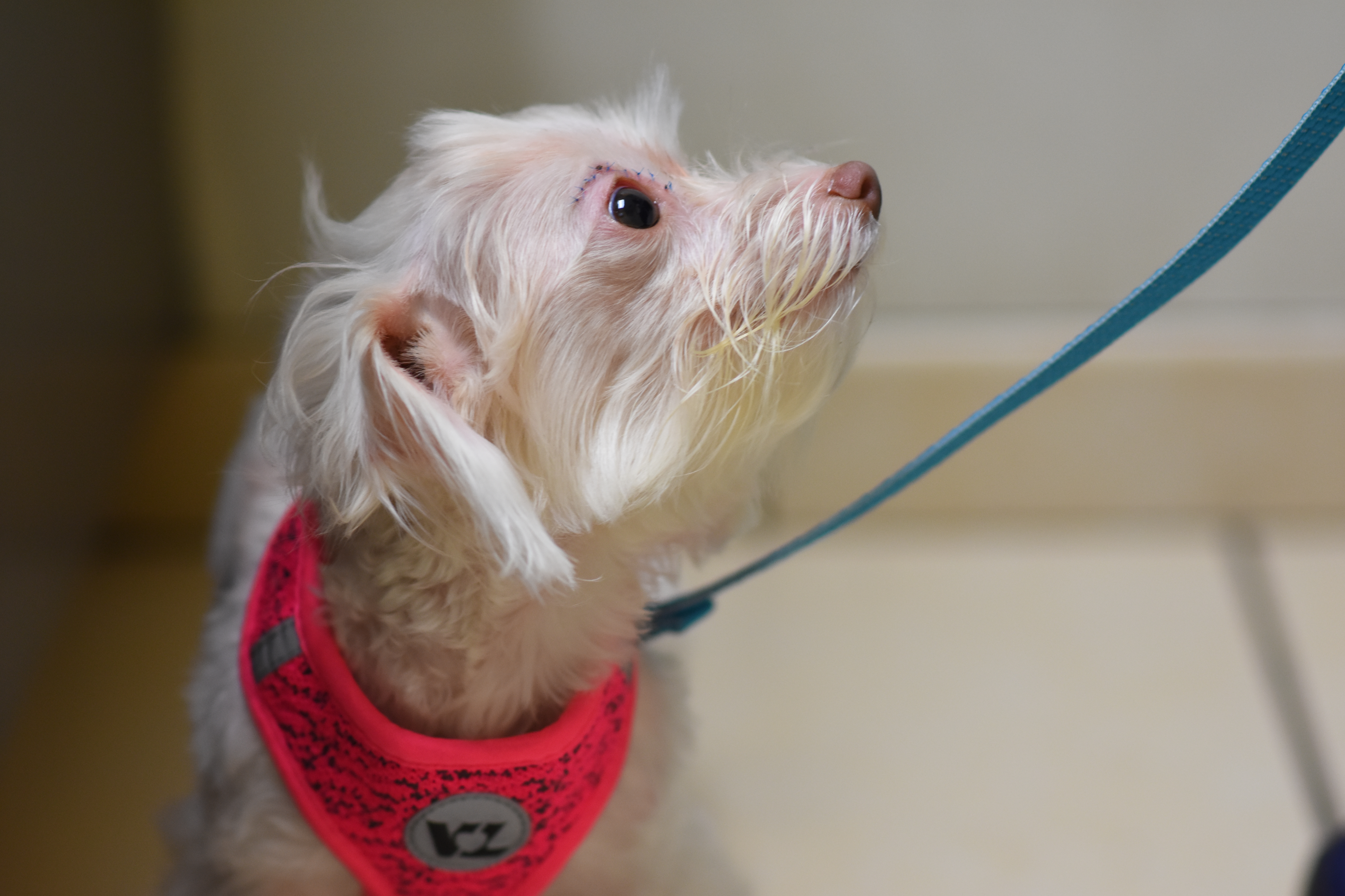 Dog with pink collar