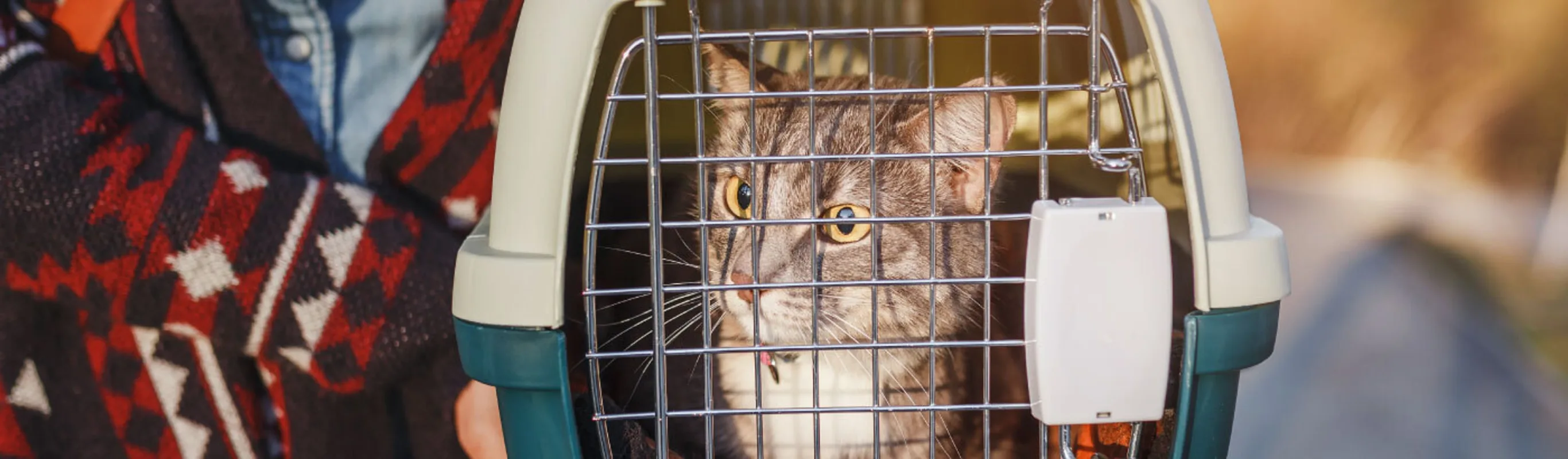 Cat is in a carrier to get dropped off. Cat is in a carrier to get dropped off.