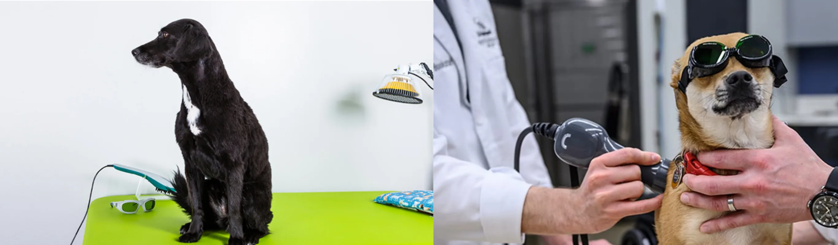 Two image- left one is a large black dog waiting to get laser therapy and the right image is a small dog with googles getting laser therapy Two image- left one is a large black dog waiting to get laser therapy and the right image is a small dog with googles getting laser therapy