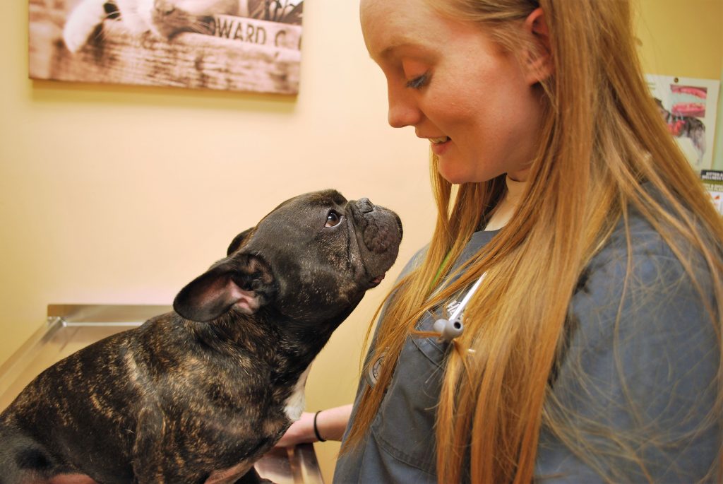  Animal Care Center of Polaris staff member looking at a dog that's looking at her