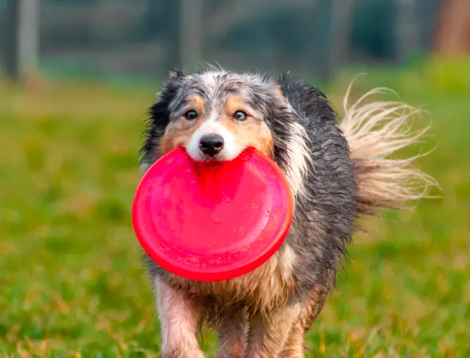 Dog holding red frisbee in mouth