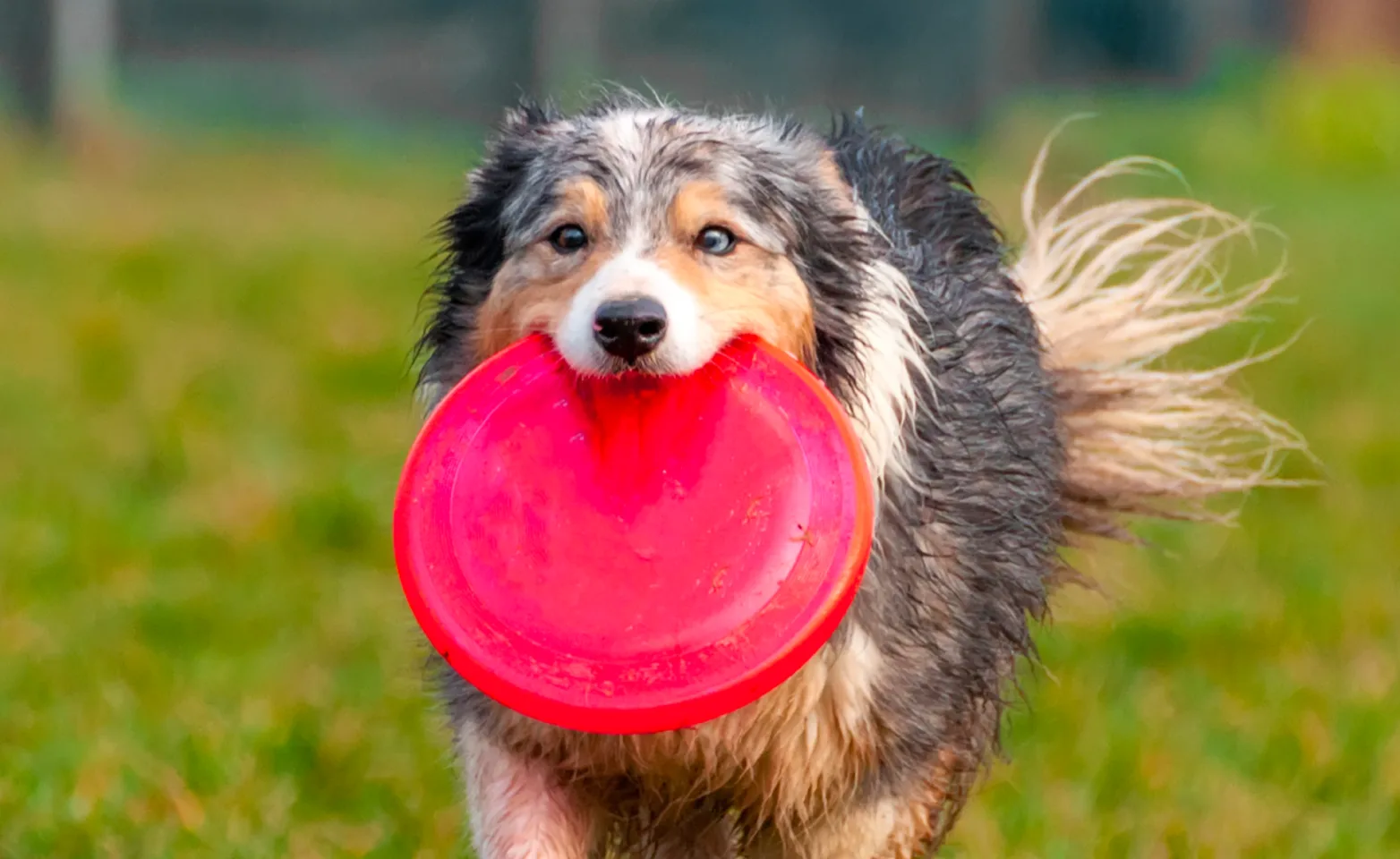 Dog holding red frisbee in mouth Dog holding red frisbee in mouth