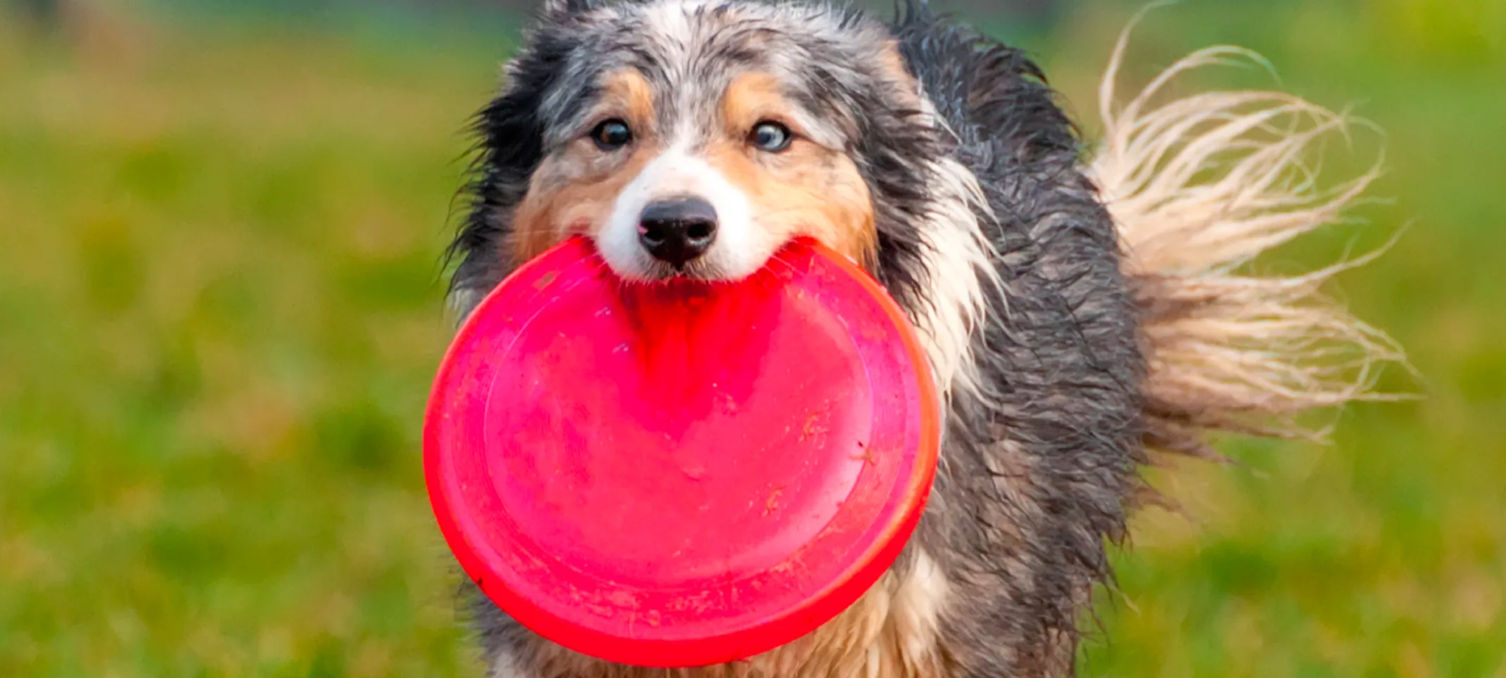 Dog holding red frisbee in mouth Dog holding red frisbee in mouth