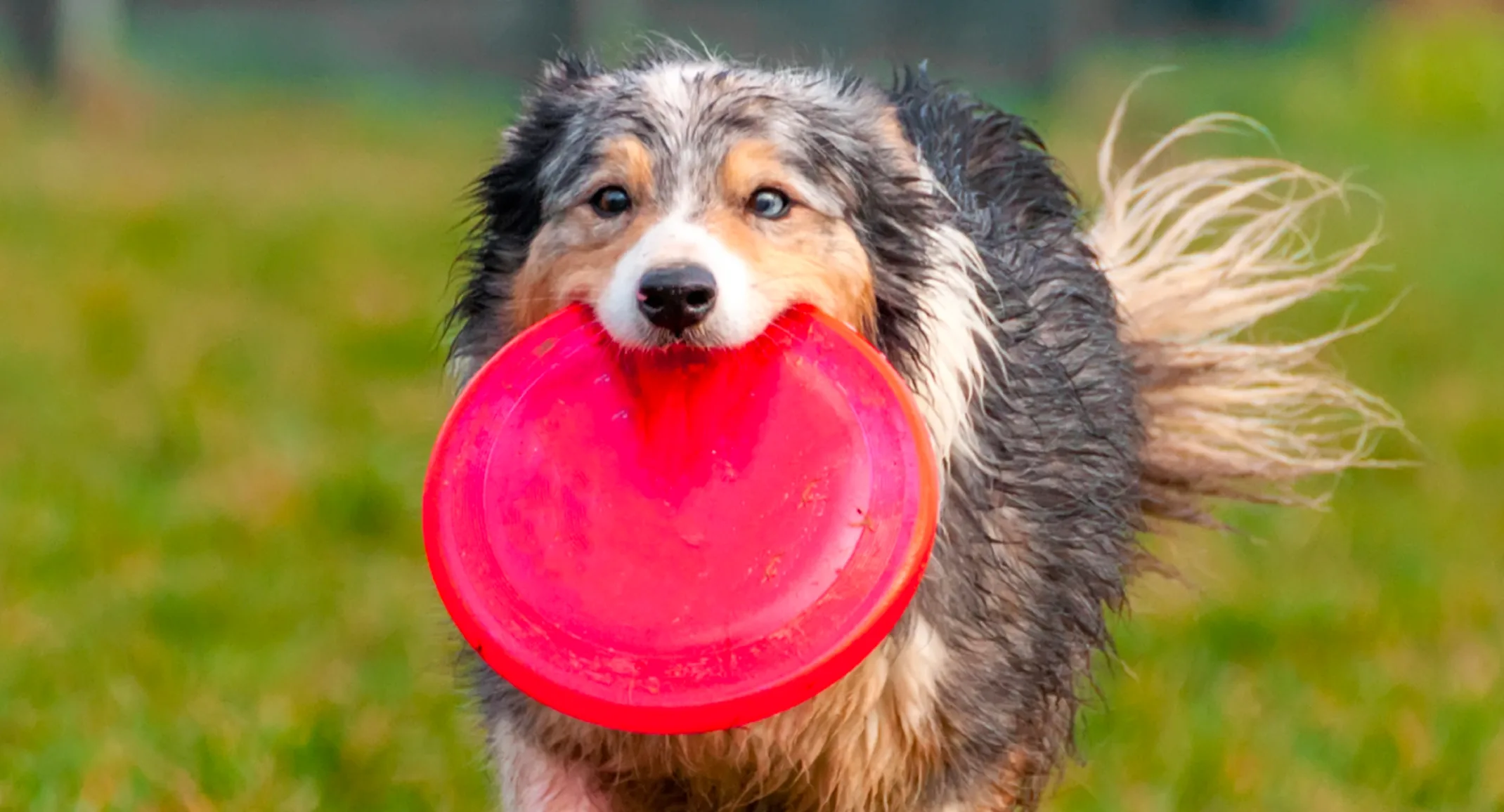 Dog holding red frisbee in mouth Dog holding red frisbee in mouth