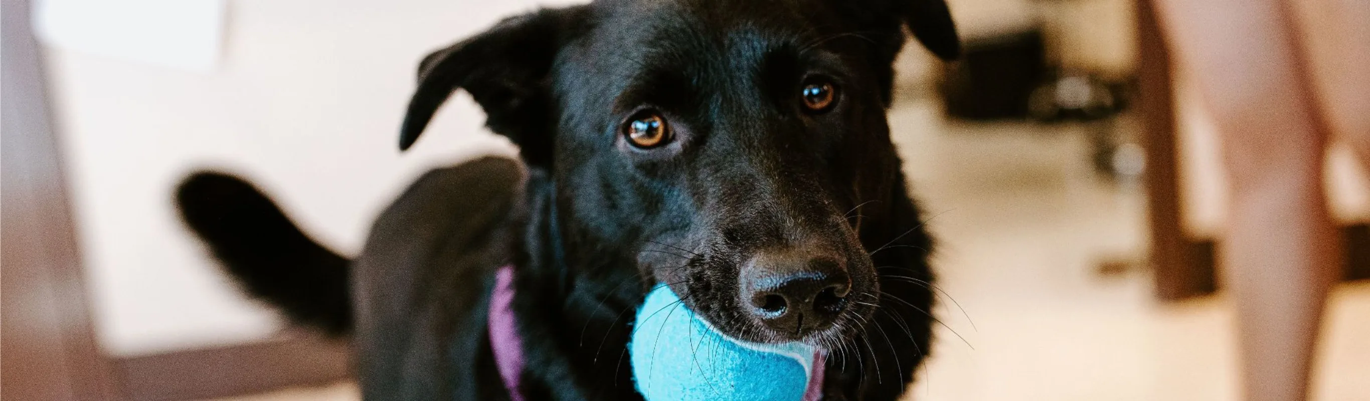 Dog carrying ball in mouth Dog carrying ball in mouth