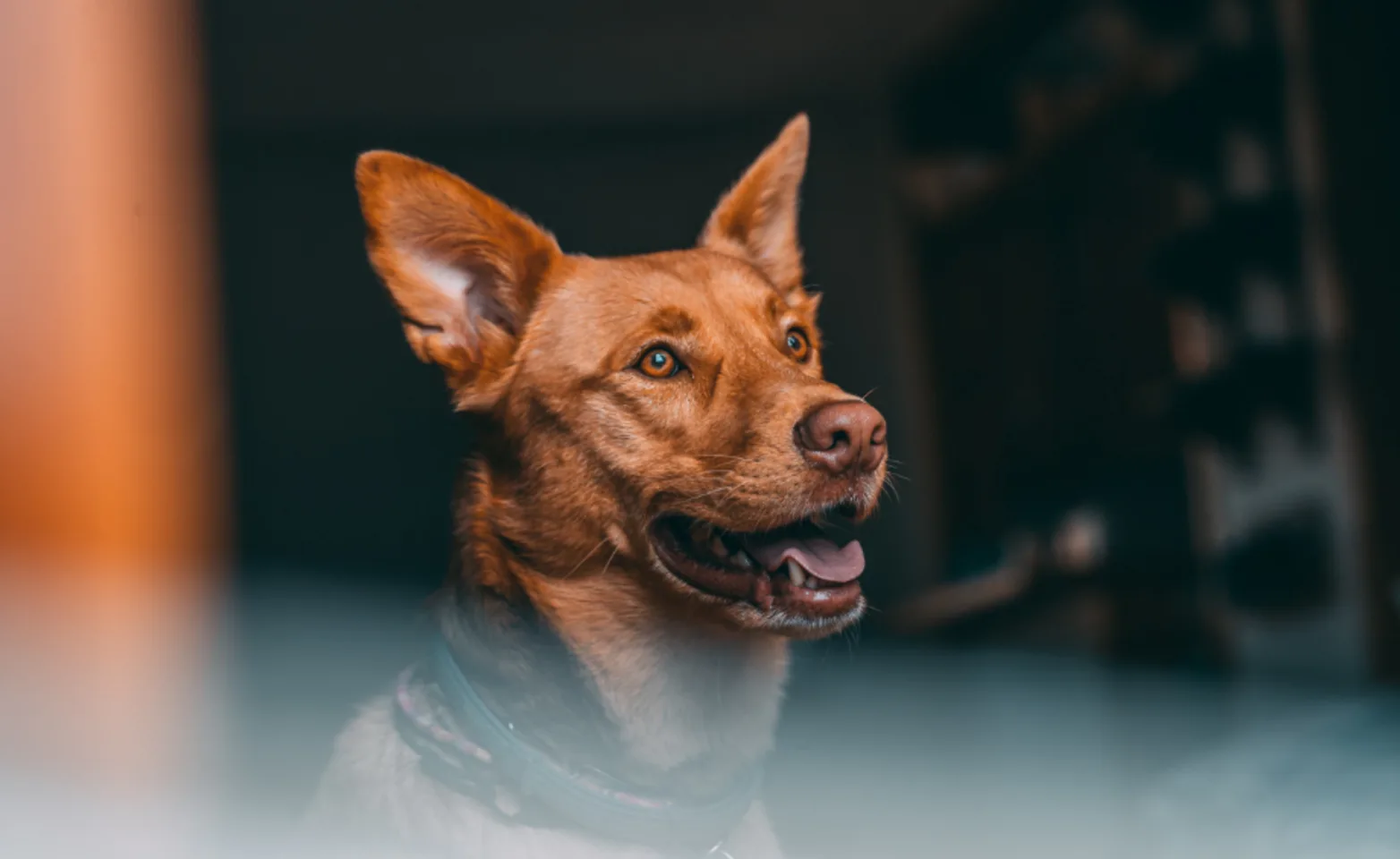 A photo of a brown dog staring into the distance