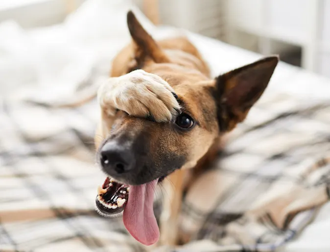 Dog Playing at New Haven Pet Hospital Dog Playing at New Haven Pet Hospital
