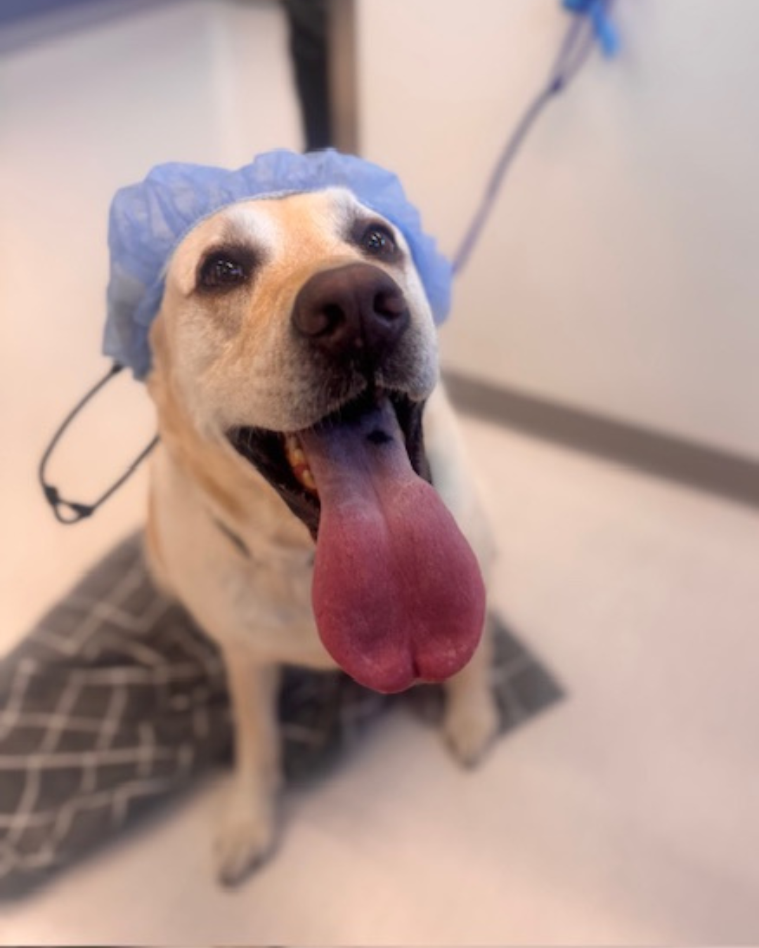 Dog wearing a surgery cap