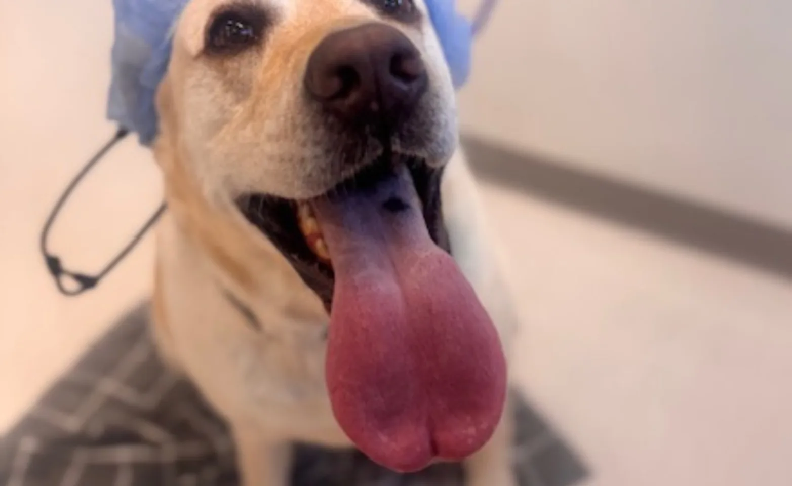 Dog wearing a surgery cap Dog wearing a surgery cap