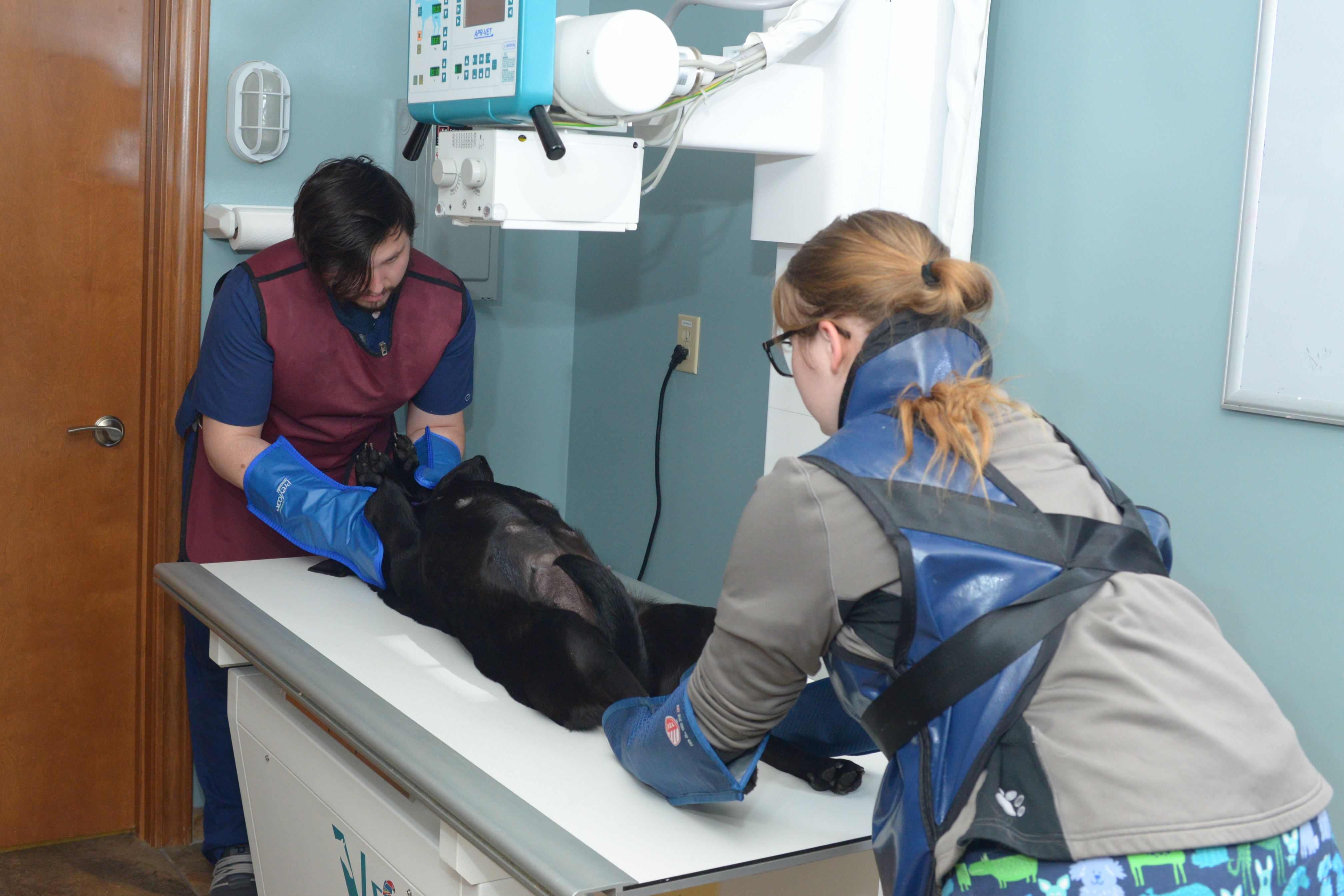 2 veterinarians examine a dog on a table
