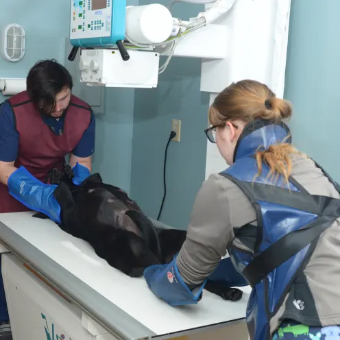 2 veterinarians examine a dog on a table
