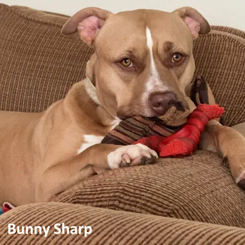 Bunny Sharp Bunny Sharp