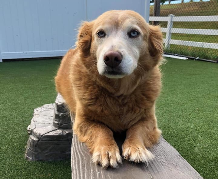 Dog Laying Down at The Barking Dog