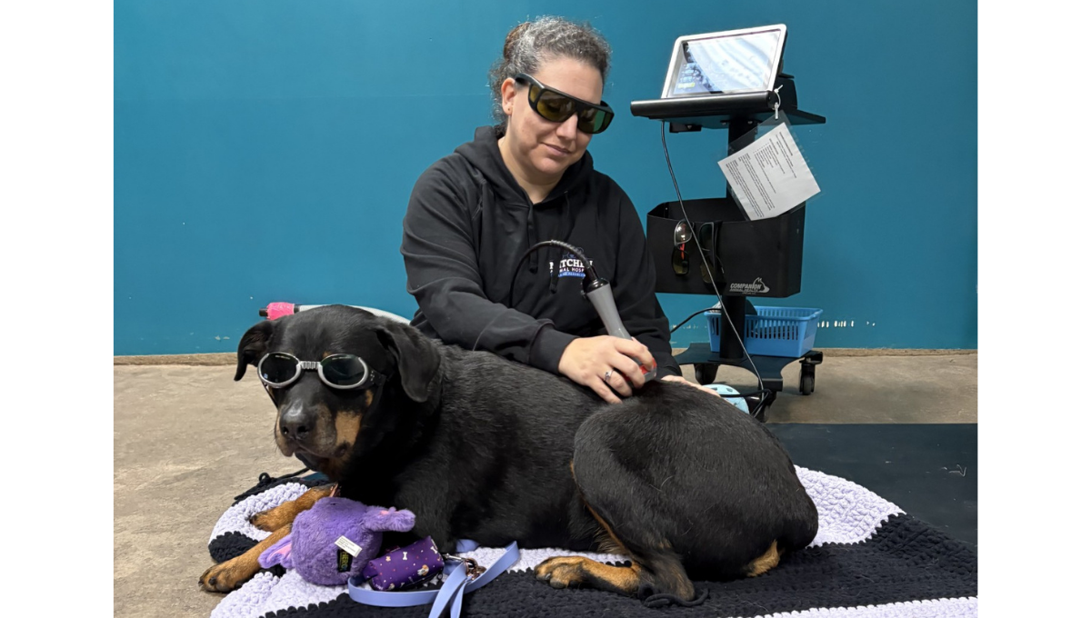 Black Dog Receiving Laser Treatment at Mitchell Animal Hospital