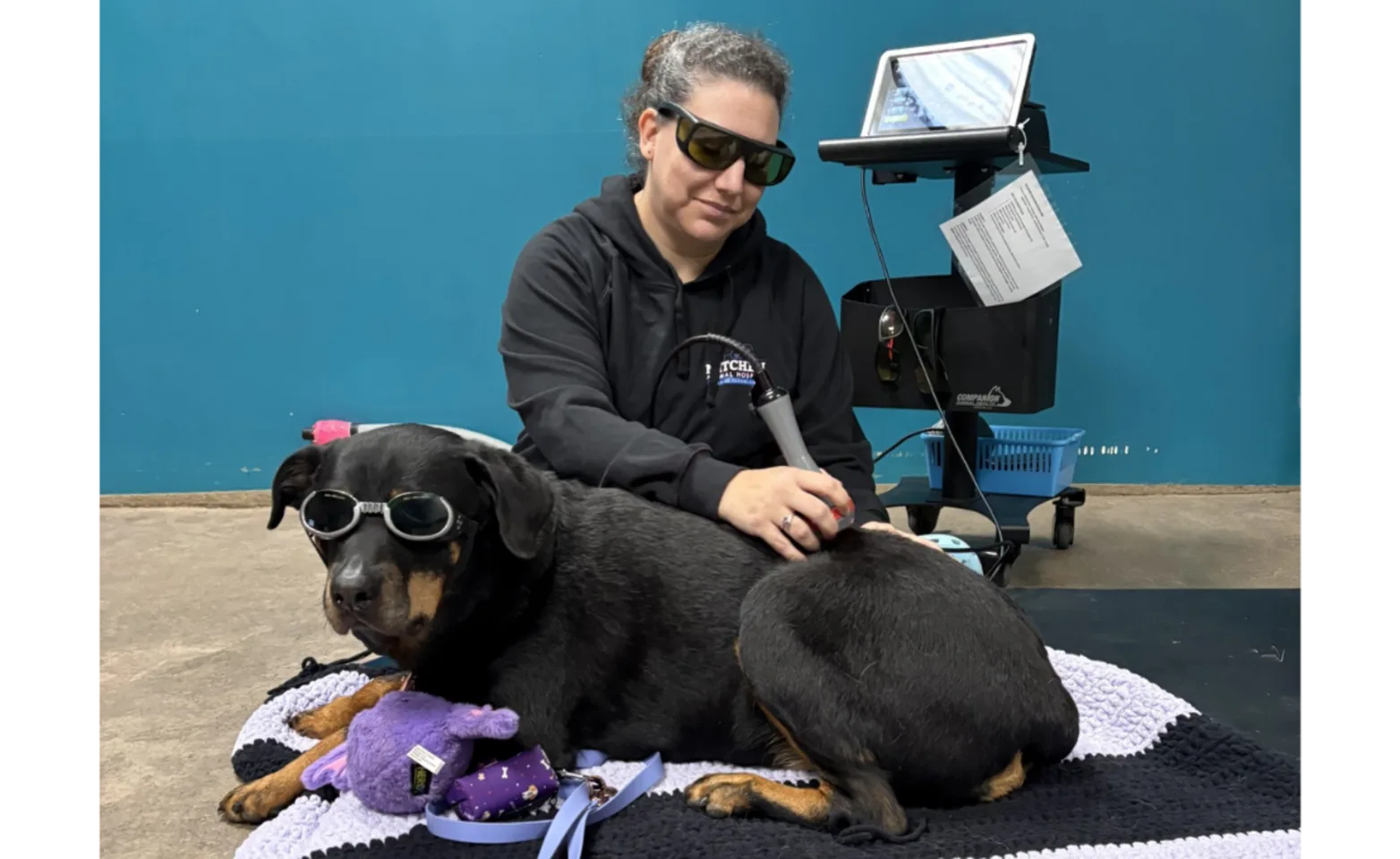 Black Dog Receiving Laser Treatment at Mitchell Animal Hospital Black Dog Receiving Laser Treatment at Mitchell Animal Hospital