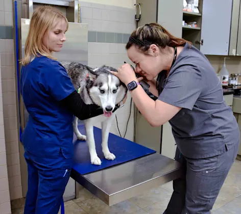 staff examining dog's ears staff examining dog's ears