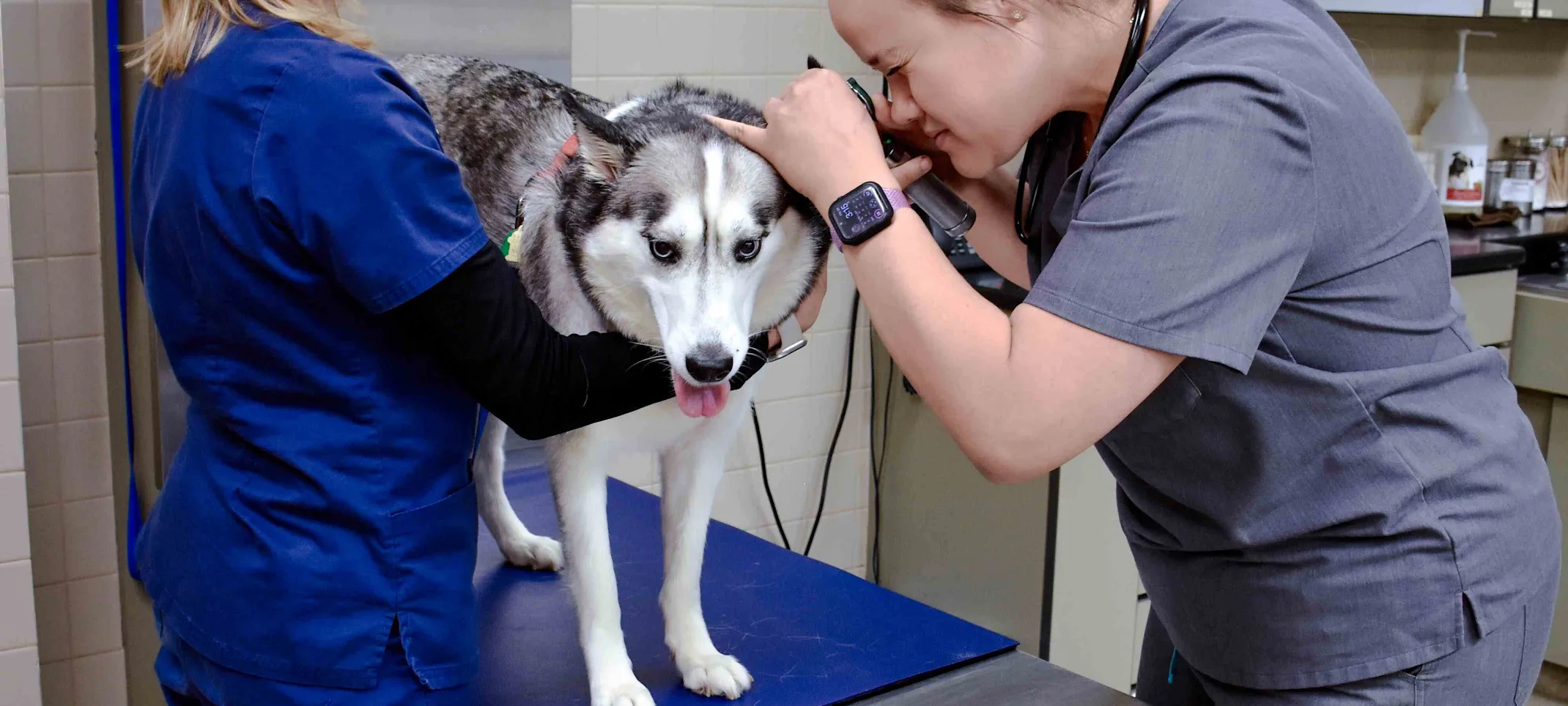 staff examining dog's ears staff examining dog's ears