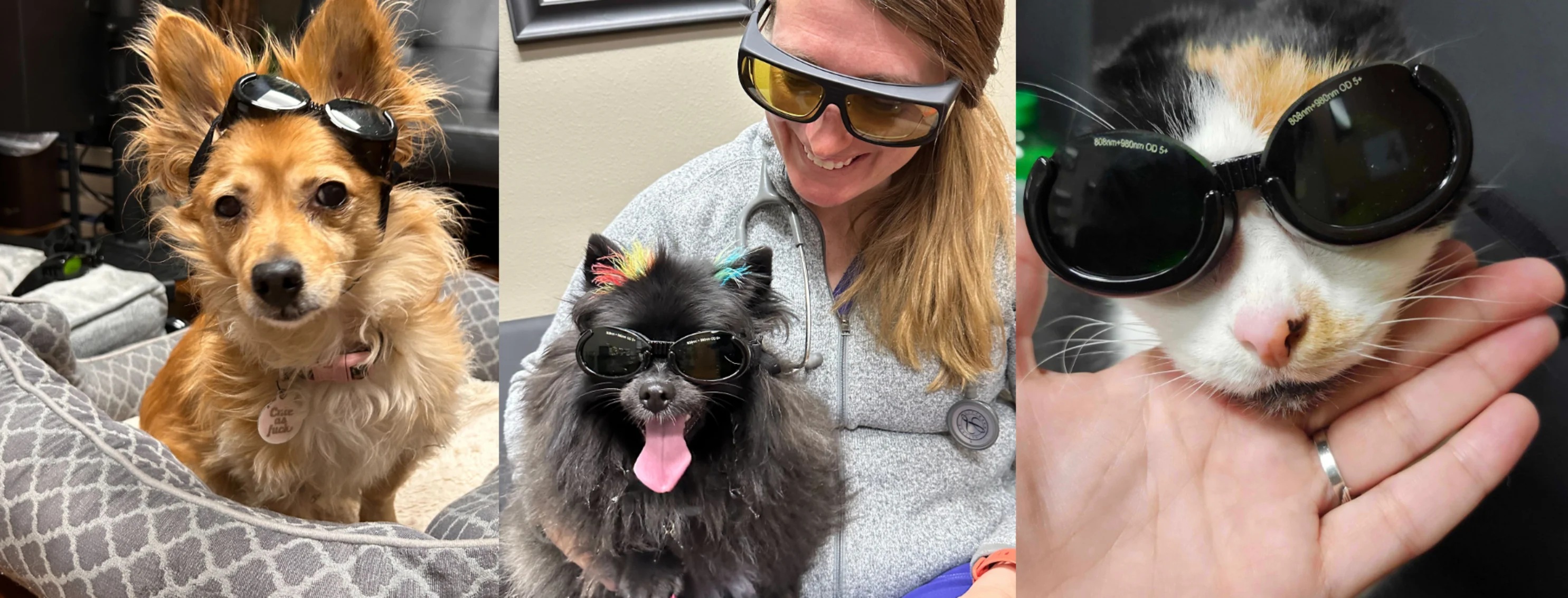 A blonde dog, black dog, and a cat wearing sunglasses for laser therapy. A blonde dog, black dog, and a cat wearing sunglasses for laser therapy.