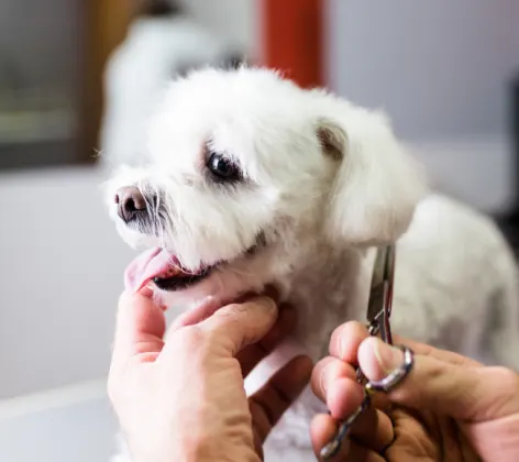 White Puppy Getting Fur Trimmed