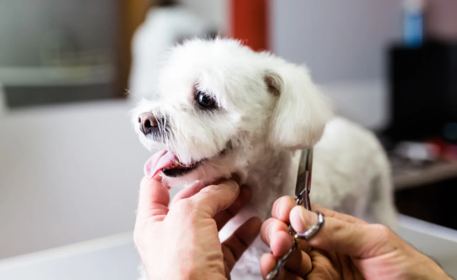 White Puppy Getting Fur Trimmed