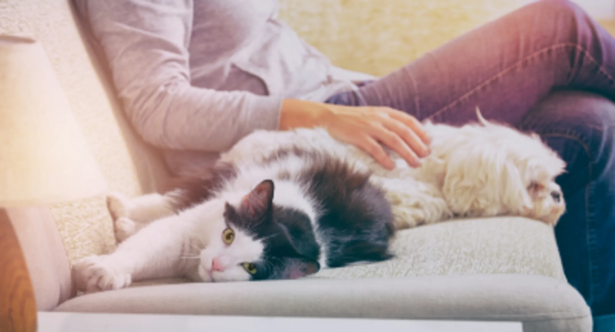 dog and cat on the couch 