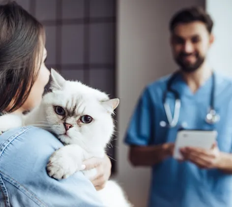 Woman holdering her white cat over her shoulder while Vet is in the background about to get the cat checked up. Woman holdering her white cat over her shoulder while Vet is in the background about to get the cat checked up.