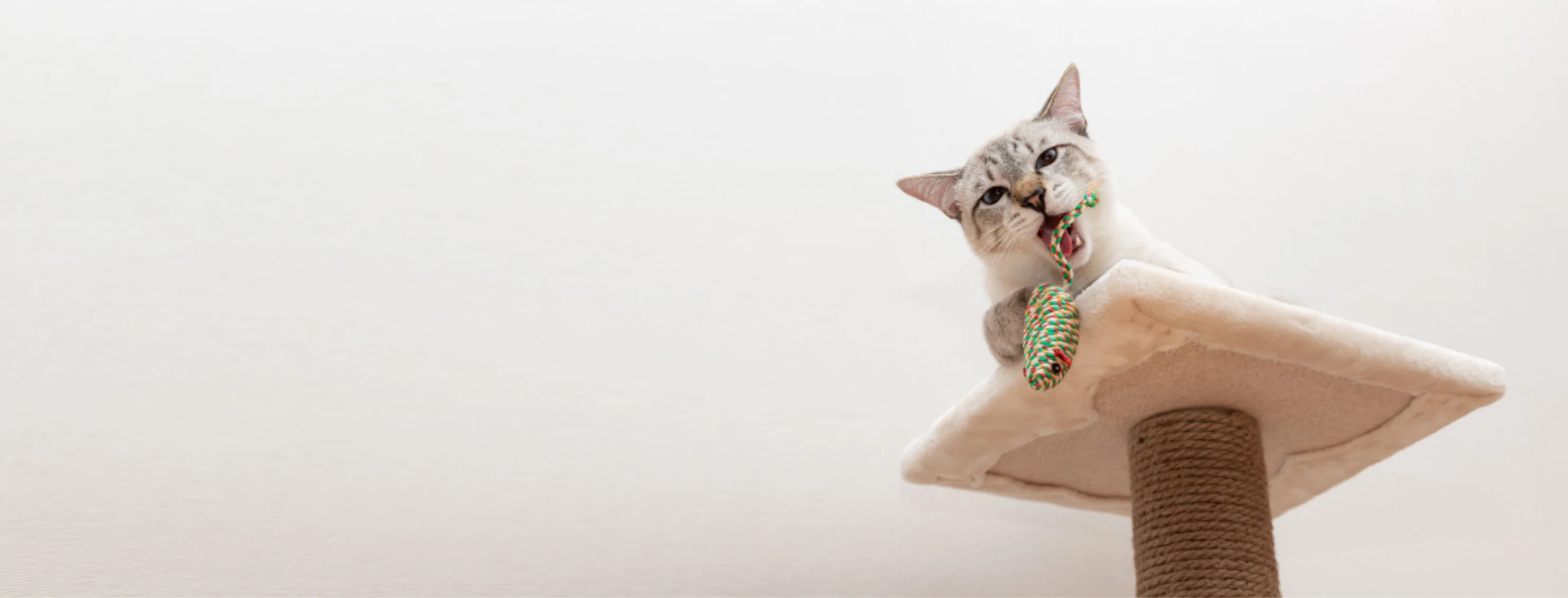 Cat Playing with a Pet Toy Cat Playing with a Pet Toy