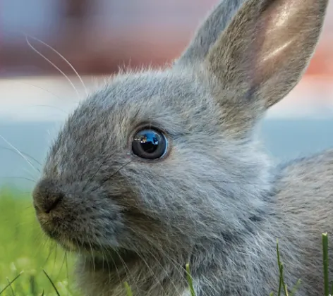 Grey rabbit just hanging out at the park.