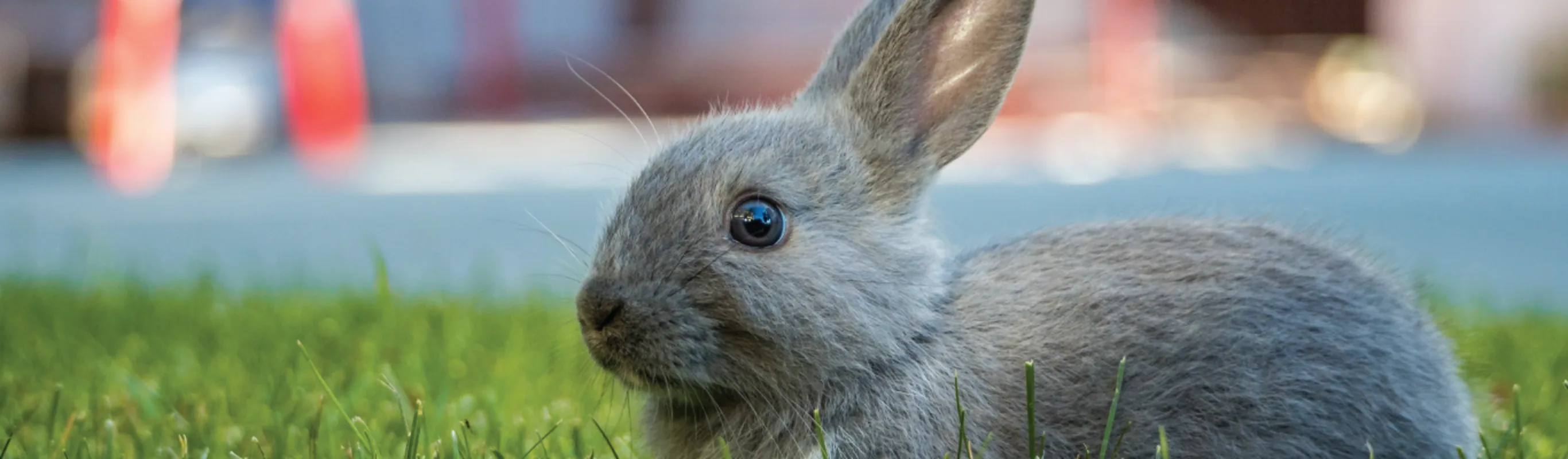 Grey rabbit just hanging out at the park.