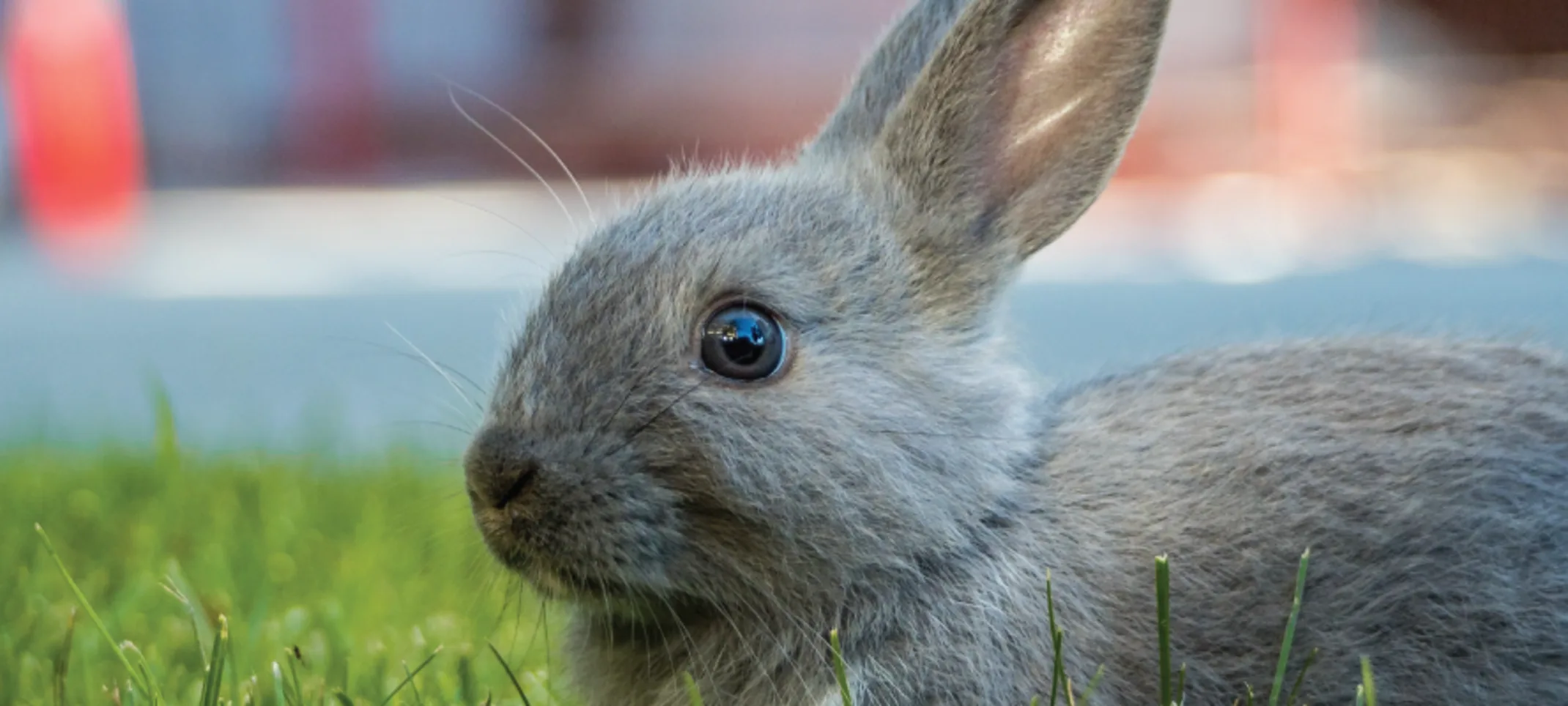 Grey rabbit just hanging out at the park. Grey rabbit just hanging out at the park.