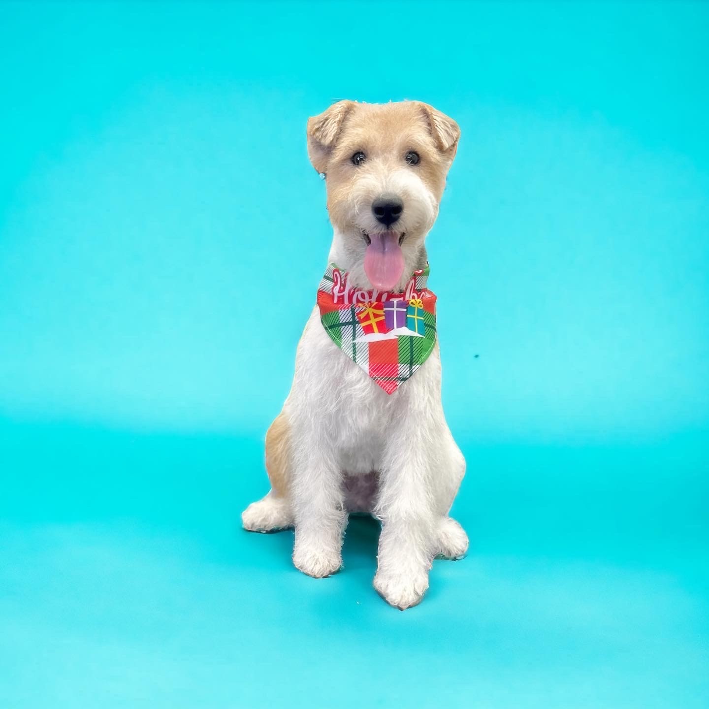 Groomed terrier smiling and wearing a bandana.