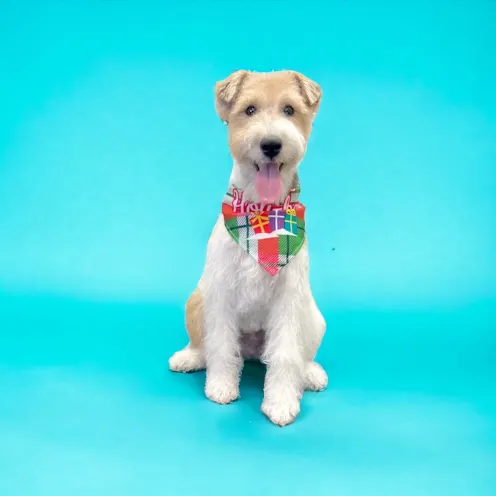 Groomed terrier smiling and wearing a bandana. Groomed terrier smiling and wearing a bandana.