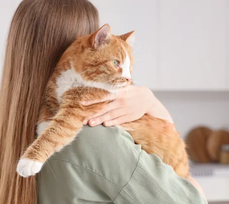 Girl Carrying an Orange Cat Girl Carrying an Orange Cat