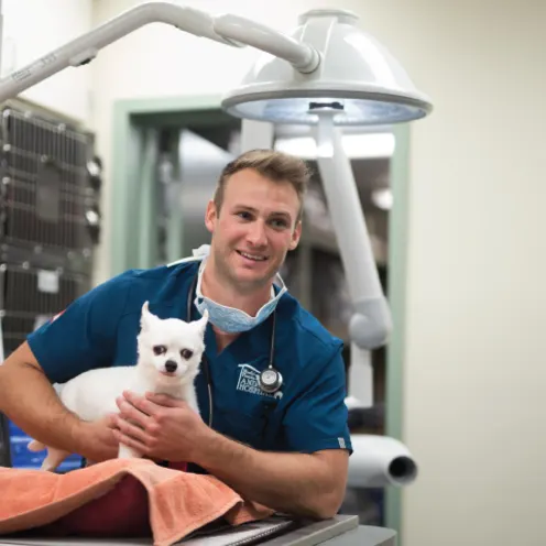 Surgery technician preparing pet for dental procedure