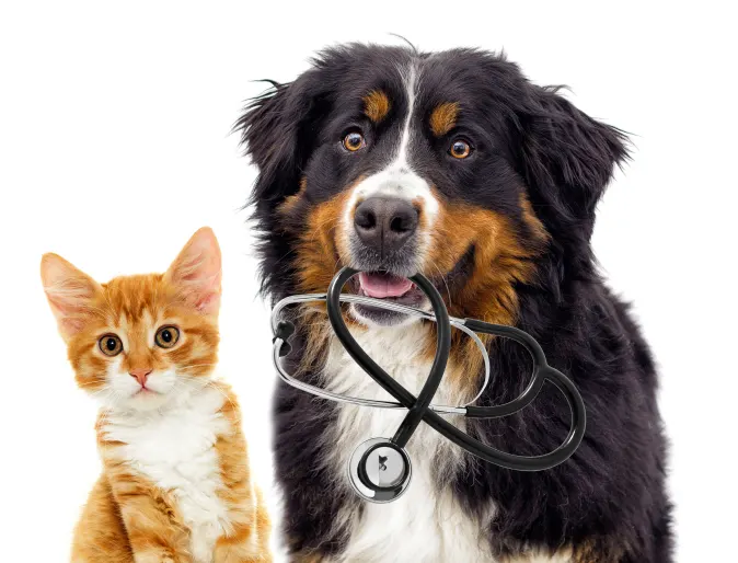 Dog and cat with stethoscope