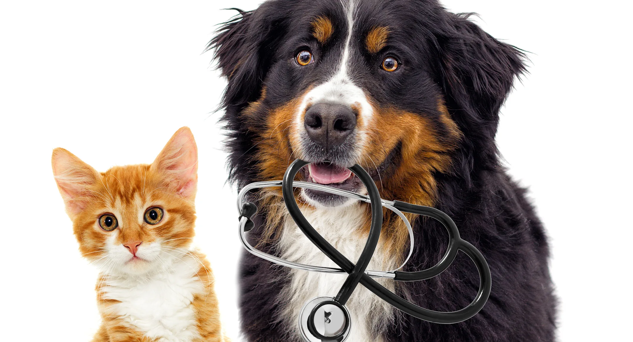 Dog and cat with stethoscope