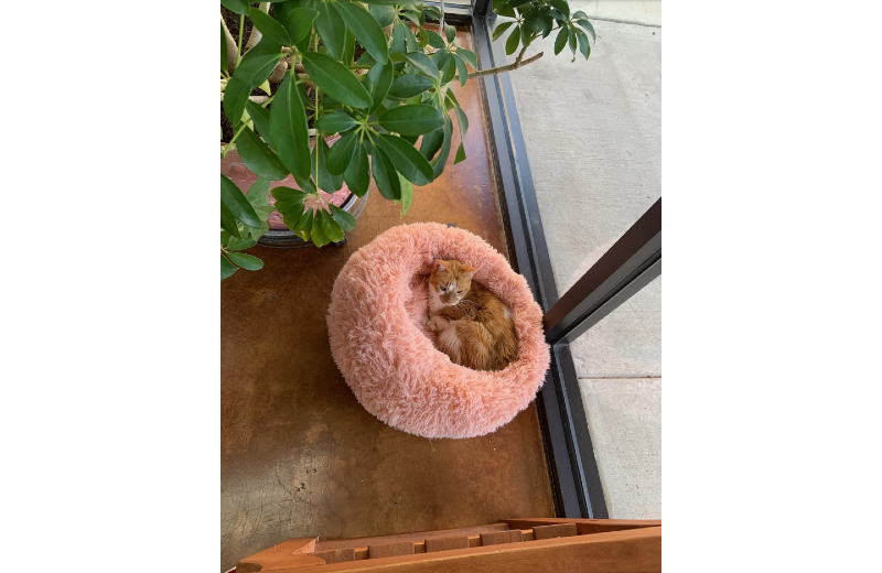 Lola the Cat Laying in her Pink Bed
