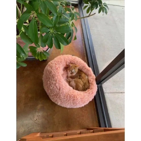 Lola the Cat Laying in her Pink Bed