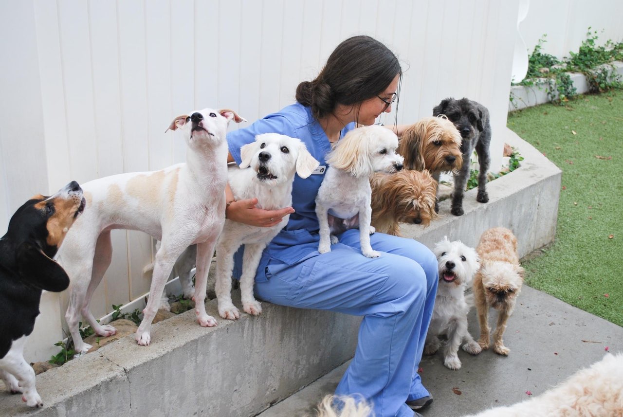Staff member with a group of dogs