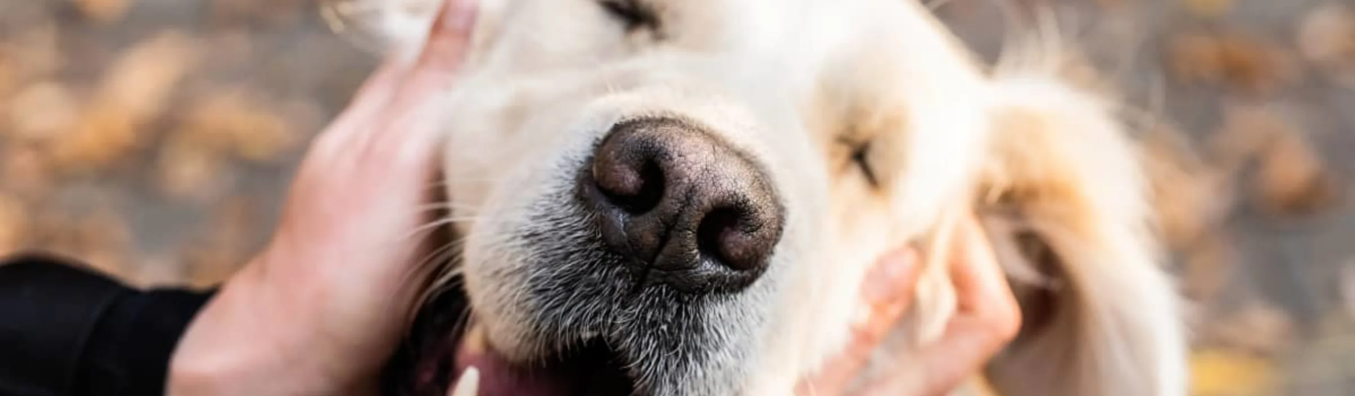 Dog getting pet around head under their ears Dog getting pet around head under their ears